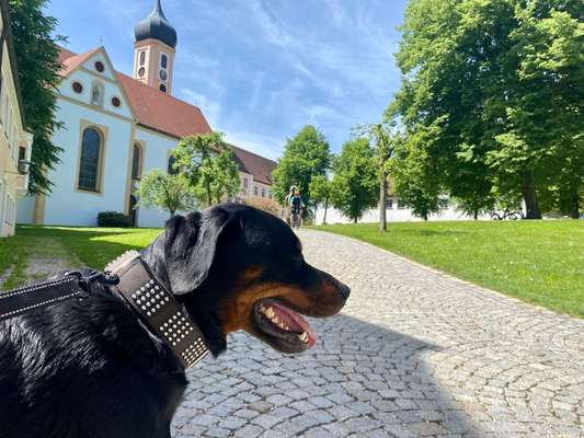 9. Collagen-Challenge 
Mein Hund und Kirchen, Ruinen, Schlösser, Burgen etc...-Beitrag-Bild