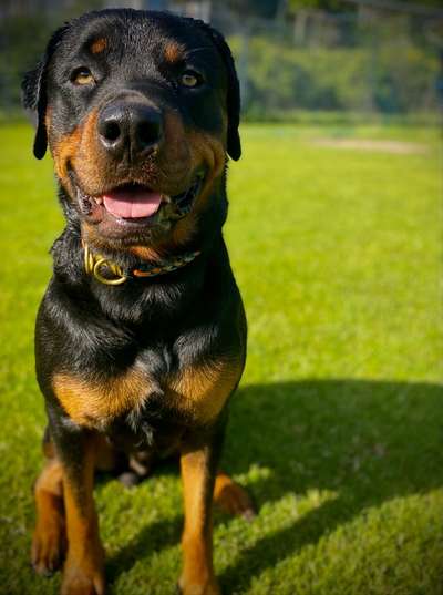 Rottweiler-Beitrag-Bild