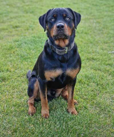 Wie heißt dein Hund?-Beitrag-Bild