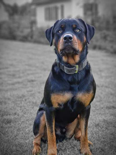 Dogorama Photo Challenge - Portrait-Beitrag-Bild