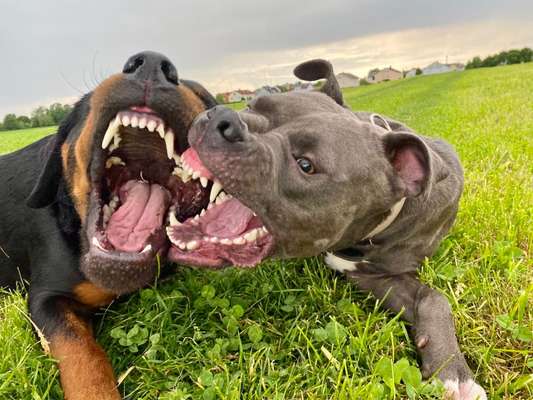 Dogorama Photo Challenge - Spielgesicht-Beitrag-Bild