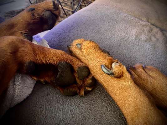 Fusspics sind out, Pfoten for the win!-Beitrag-Bild