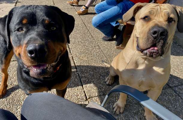 3. Fotochallenge Collagen - Hundefreunde-Beitrag-Bild