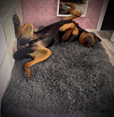 32. Handy Fotochallenge - Dein Hund im Land der Träume-Beitrag-Bild