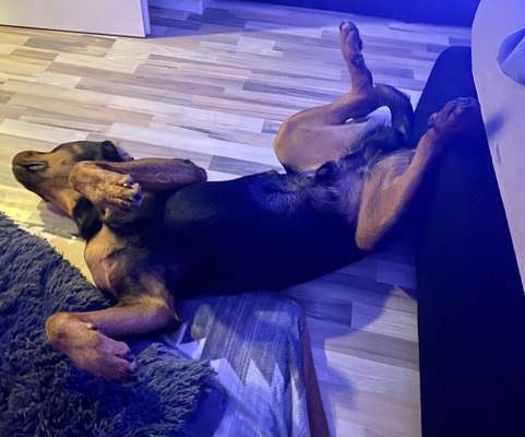 Hands,äh Pfoten up in the Air-Beitrag-Bild