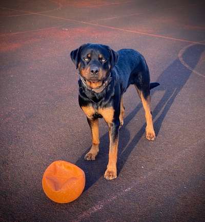Rottweiler/-Mischlinge-Beitrag-Bild