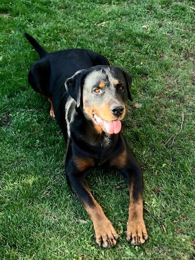 Unsere Fellnasen im Regenbogenland-Beitrag-Bild