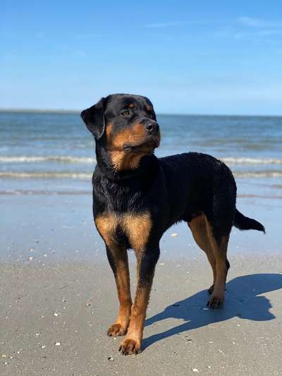 11. Collagen-Challenge
Dein*e Hund*e in verschiedenen Lebensphasen-Beitrag-Bild