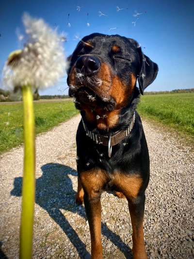 Foto's und Hundemodels-Beitrag-Bild