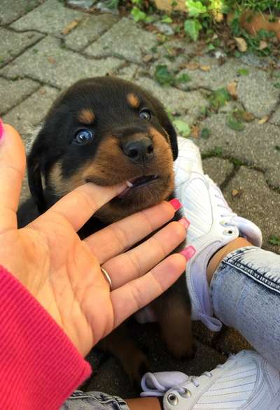 11. Collagen-Challenge
Dein*e Hund*e in verschiedenen Lebensphasen-Beitrag-Bild