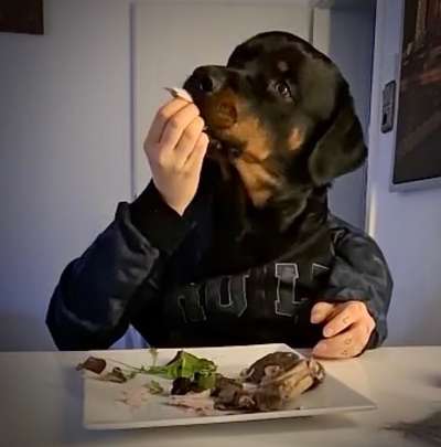 31. Handy - Fotochallenge
Vierbeiner mit am Tisch-Beitrag-Bild