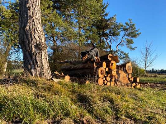 17. Collage Challenge / Springende Fellnasen-Beitrag-Bild