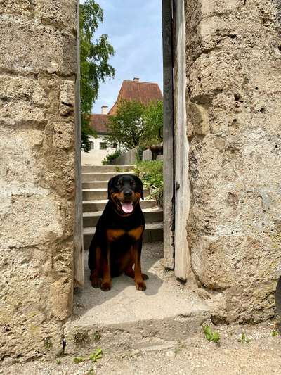 9. Collagen-Challenge 
Mein Hund und Kirchen, Ruinen, Schlösser, Burgen etc...-Beitrag-Bild