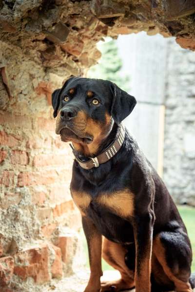 9. Collagen-Challenge 
Mein Hund und Kirchen, Ruinen, Schlösser, Burgen etc...-Beitrag-Bild