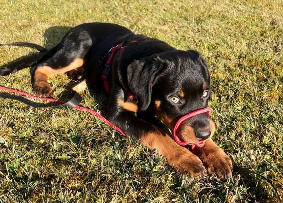 11. Collagen-Challenge
Dein*e Hund*e in verschiedenen Lebensphasen-Beitrag-Bild