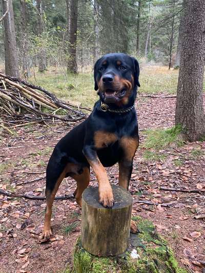 12. Collagen Challenge - Auslastung/Training-Beitrag-Bild