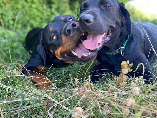 Bester Freund, Hundekumpel - zeigt her!-Beitrag-Bild