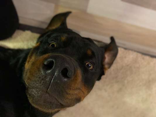 11. Collagen-Challenge
Dein*e Hund*e in verschiedenen Lebensphasen-Beitrag-Bild