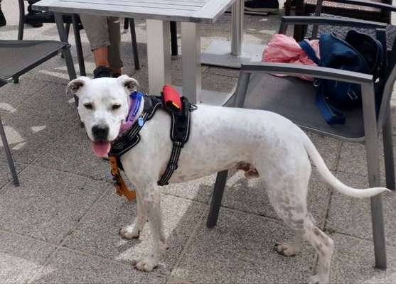 Unsere Fellnasen-Vielfalt im Überblick!-Beitrag-Bild