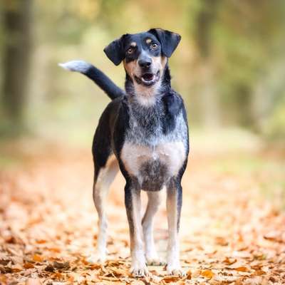 Hundetreffen-Spielrunde gesucht-Bild