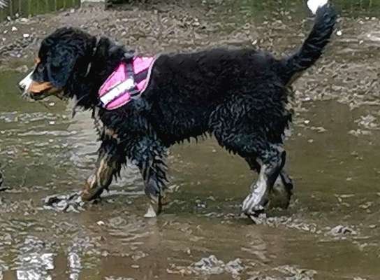 Dogorama-Monats-Challenge-Mai "Wasser"-Beitrag-Bild