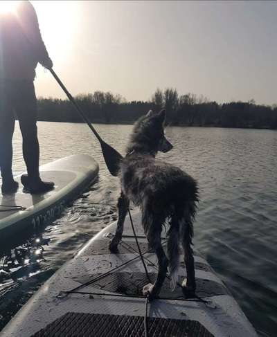 Hundetreffen-Junghund treffen in Pasing-Bild