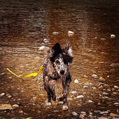 Die Dogorama Wochen Challenge: “Regenspaziergänge"-Beitrag-Bild