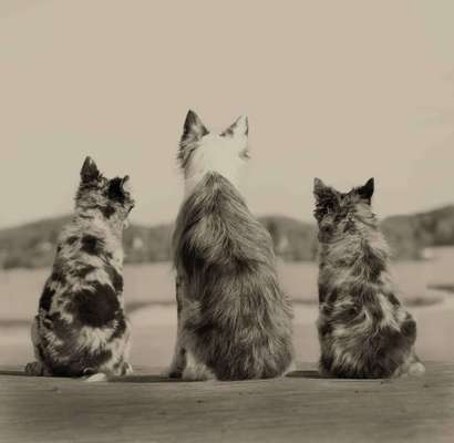 Photomontagen mit Hund-Beitrag-Bild