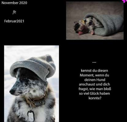 Welpen Bilder !-Beitrag-Bild