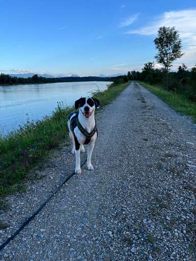 Hundetreffen-Spazieren an der Leine-Bild