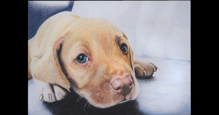 Weitere Unternehmen Realistic Animals Tierportraits , Jana Batsiokis in Freiburg im Breisgau  – Dogorama