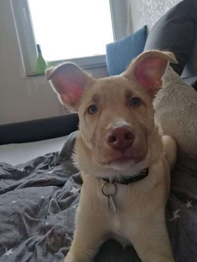 Dein Hund im Dogorama-Kalender 2021-Beitrag-Bild