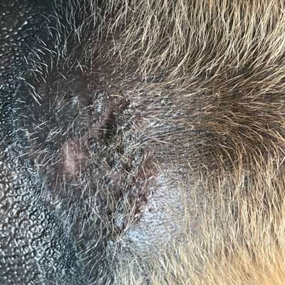 Kahle Stelle über der Nase-Beitrag-Bild