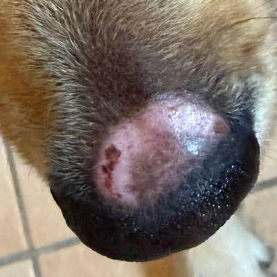 Kahle Stelle über der Nase-Beitrag-Bild