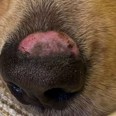 Kahle Stelle über der Nase-Beitrag-Bild