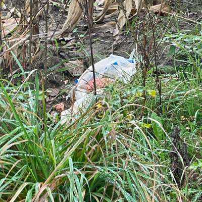 Giftköder-Evtl. Giftköder-Bild