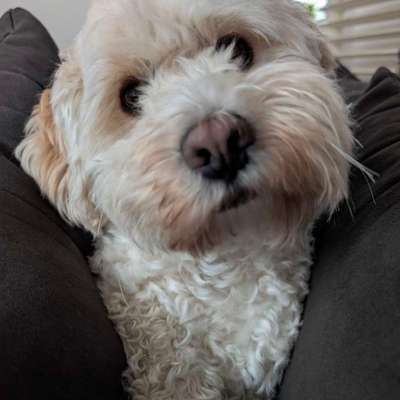 Hundetreffen-Spaziergänge/ Wanderungen/ Spieltreffen-Bild