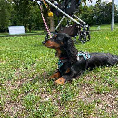 Hundetreffen-Spazieren/ Spielen in Eching-Bild