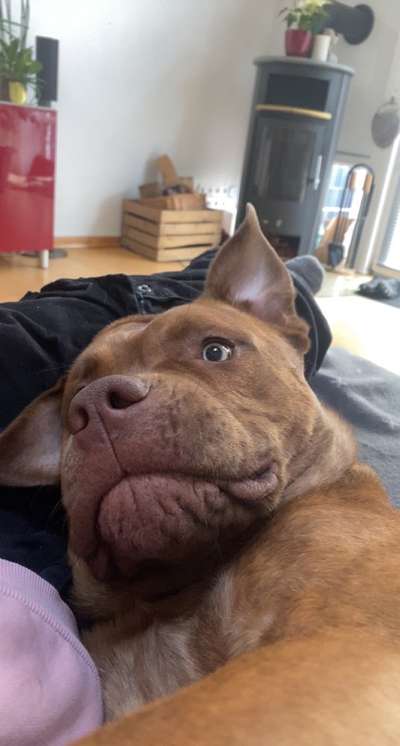 Freunde von 'Kampfhunden'-Beitrag-Bild