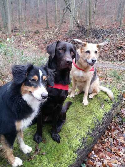 Die Dogorama Kalender Challenge Titelbild-Beitrag-Bild