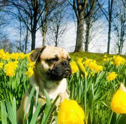 Dogorama Photo Challenge - Der Frühling kommt-Beitrag-Bild