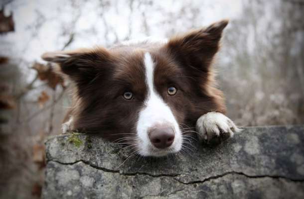 Dogorama Photo Challenge - Hundeblick zum hinschmelzen-Beitrag-Bild