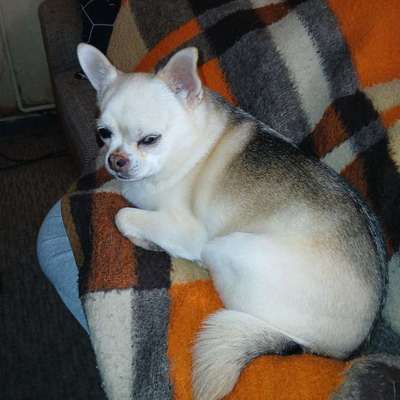 Selber kochen für den Hund ?-Beitrag-Bild