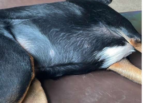 Nach Kastration - Fell wird dünner und fällt aus-Beitrag-Bild
