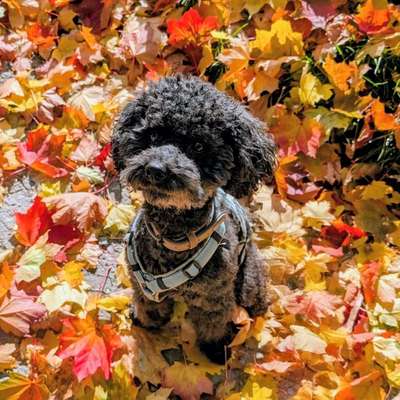 Hundetreffen-Gassirunde-Bild