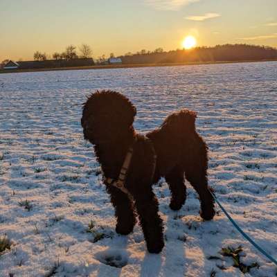 Hundetreffen-Gassirunde-Bild