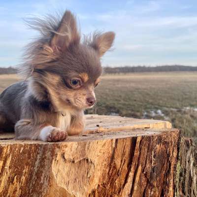 Hundetreffen-Chihuahua Rüde sucht Anschluss-Bild