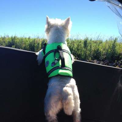 Westhighland white Terrier-Beitrag-Bild