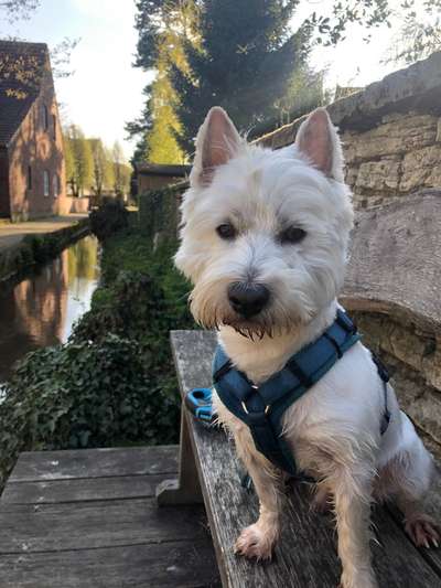 Westhighland white Terrier-Beitrag-Bild