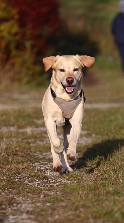 Fotochallenge 66 ~ Rennaction -Zeig deinen Hund im Lauf-Beitrag-Bild